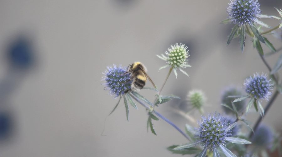 Hummel auf Diestel