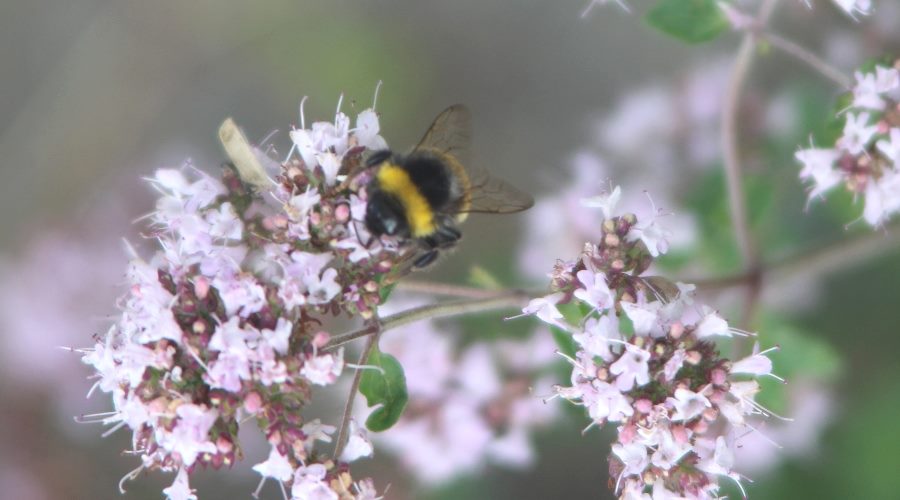Hummel auf wildem Dost