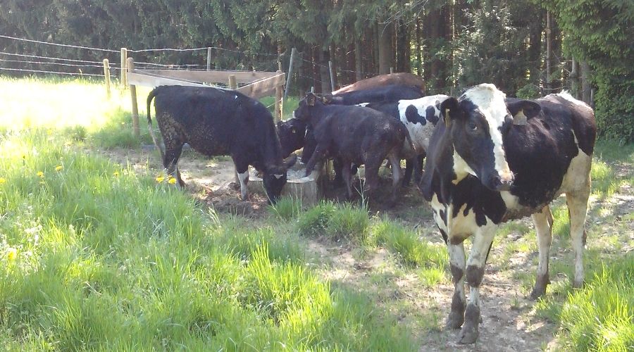 Jungrinder auf der Dauerweide