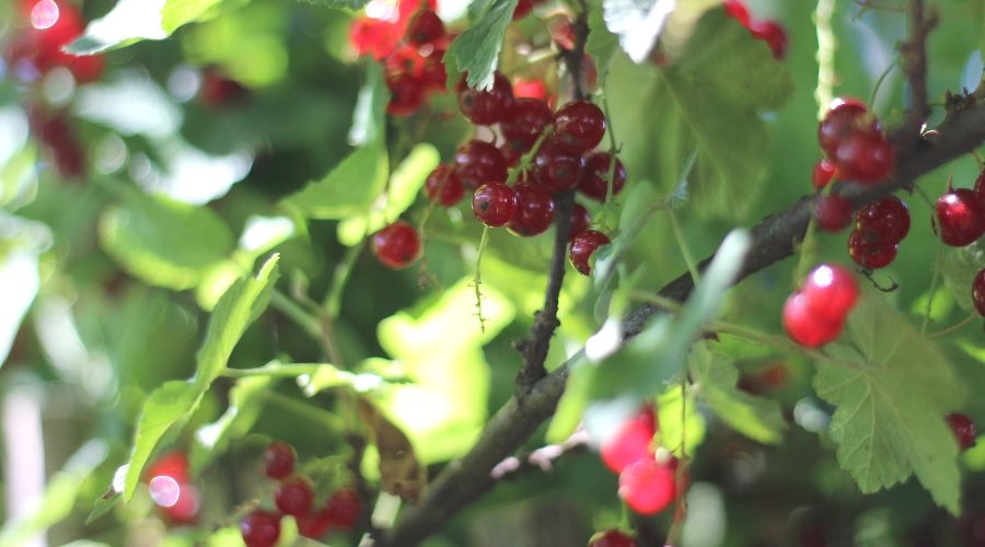 Johannisbeeren